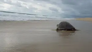 Задник до фильму"" #543134