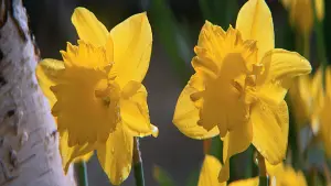 Задник до фильму"Доктор Живаго" #209160