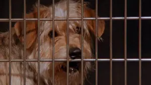 Задник до фильму"" #423485