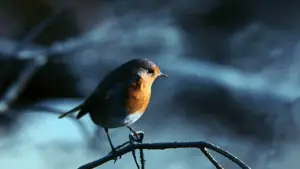 Задник до фильму"Гладіатор" #552968