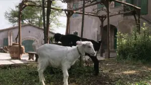 Задник до фильму"" #706322