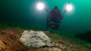 Задник до фильму"De wilde Noordzee" #772991