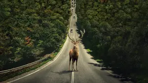 Задник до фильму"Ілюзія безпеки" #164156