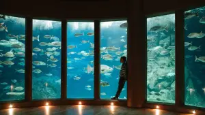 Задник до фильму"Leo & Lou" #802089