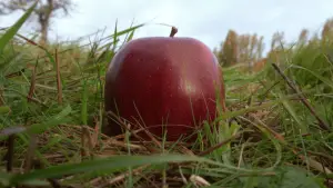 Задник до фильму"" #566941