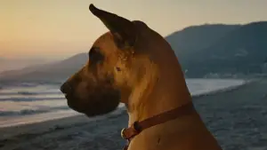 Задник до фильму"Мармадюк" #616763