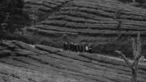 Задник до фильму"" #367112