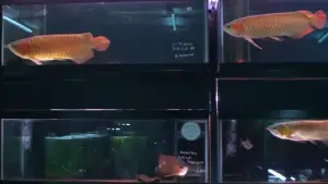 Задник до фильму"冷たい熱帯魚" #871428