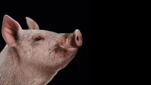 Задник до фильму"Полювання" #771623