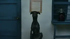 Задник до фильму"" #600720