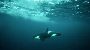 Задник до фильму"De wilde Noordzee" #772998