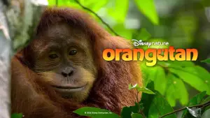 Задник до фильму"Orangutan" #817526
