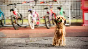 Задник до фильму"Бенджі" #404582