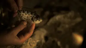 Задник до фильму"La historia se escribe de noche" #787847