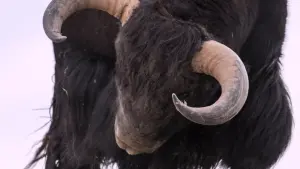 Задник до фильму"" #390745