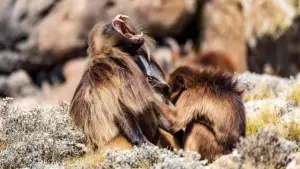 Задник до фильму"Le royaume des nuages" #800285