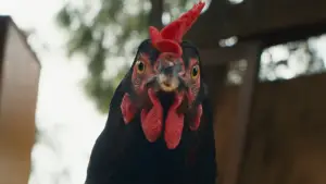 Задник до фильму"Курочка" #796833