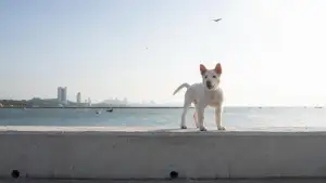 Задник до фильму"โกฮัง..หัวใจโกโฮม" #796480