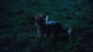 Задник до фильму"" #492462