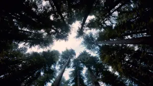 Задник до фильму"Древо життя" #266195