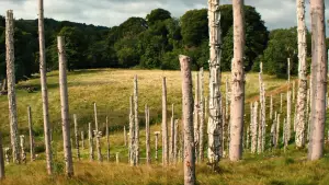 Задник до фильму"28 років по тому: Храм кісток" #797410