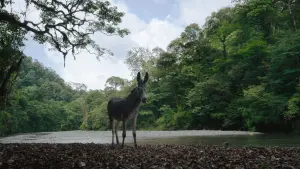 Задник до фильму"" #374015