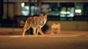 Задник до фильму"Співучасник" #625930