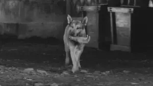 Задник до фильму"Охоронець" #750543