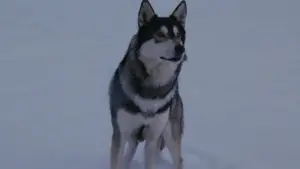 Задник до фильму"Щось" #599900