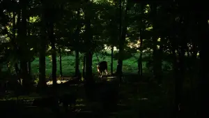 Задник до фильму"The Human Hibernation" #757294