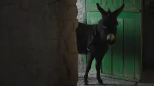 Задник до фильму"Банші Інішеріна" #693700