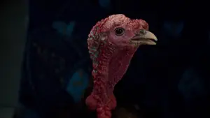 Задник до фильму"" #654829