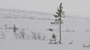 Задник до фильму"Un arbre és un arbre" #794814