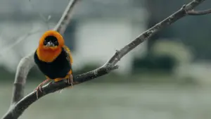 Задник до фильму"Ти тут, Боже? Це я, Марґарет" #505156