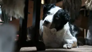 Задник до фильму"Кіна та Юк: Пухнасті пригоди" #757761