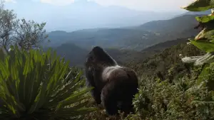 Задник до фильму"A Gorilla Story: Told by David Attenborough" #832785