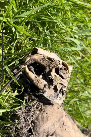 Dead Rabbit Skellington