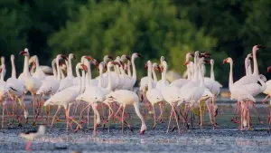 Задник до фильму"هورايزن" #793475