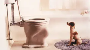 Задник до фильму"Мій пес Скіп" #436440