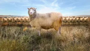 Задник до фильму"Dolly: The World
