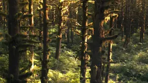 Задник до фильму"A Hero