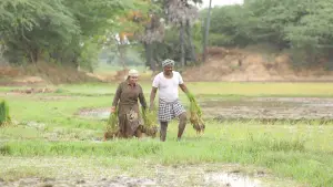 Задник до фильму"பைசன் காளமாடன்" #786350