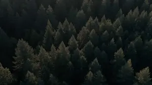 Задник до фильму"Свиня" #271705