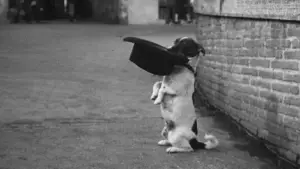 Задник до фильму"Умберто Д." #752723