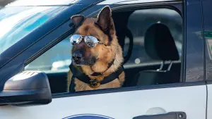 Задник до фильму"Кішки проти собак 3: Лапи, об’єднуйтеся" #322880