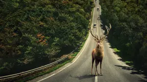 Задник до фильму"Ілюзія безпеки" #164144