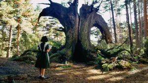 Задник до фильму"Лабіринт Фавна" #597350