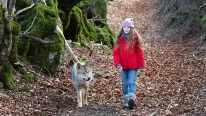 Задник до фильму"Мій вовк" #237527