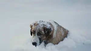 Задник до фильму"Поклик пращурів" #207260