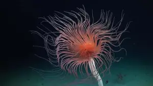 Задник до фильму"Abysses, la face cachée des océans" #915369
